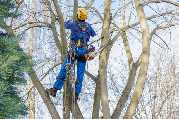 How Our Tree Care Process Works  in  Raintree Plantation, MO