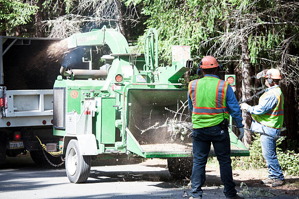 Raintree Plantation, MO Tree Removal Services Company