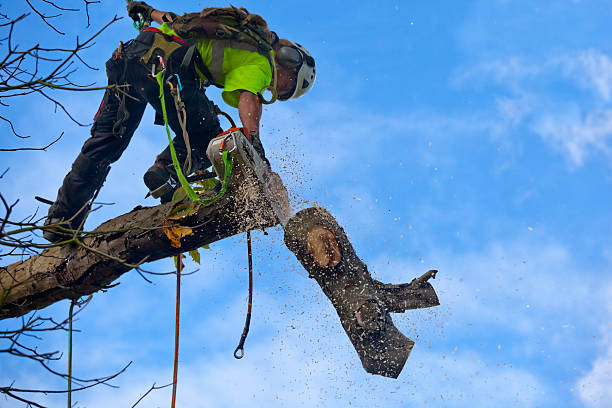 Best Hedge Trimming  in Raintree Plantation, MO